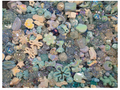 Ocean Mix